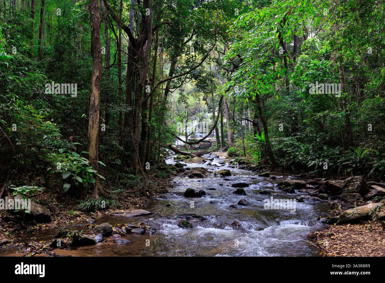 Le paysage sauvage de la jungle et de la rivière dans le parc national de Doi Inthanon, au nord de la Thaïlande Banque D'Images