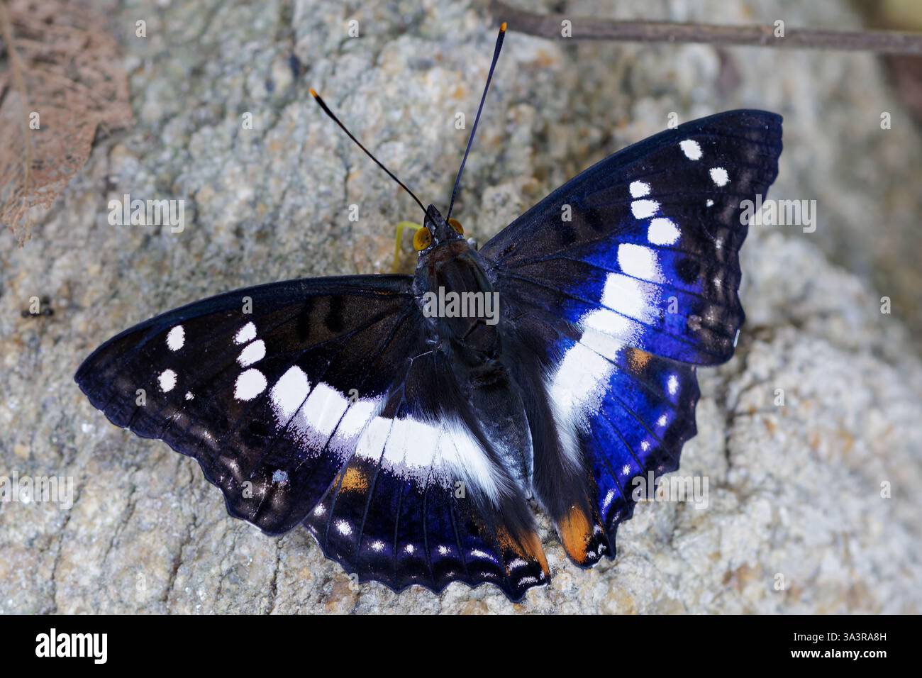 Vue de dessus du papillon empereur violet indien, Mimathyma ambica, Banque D'Images