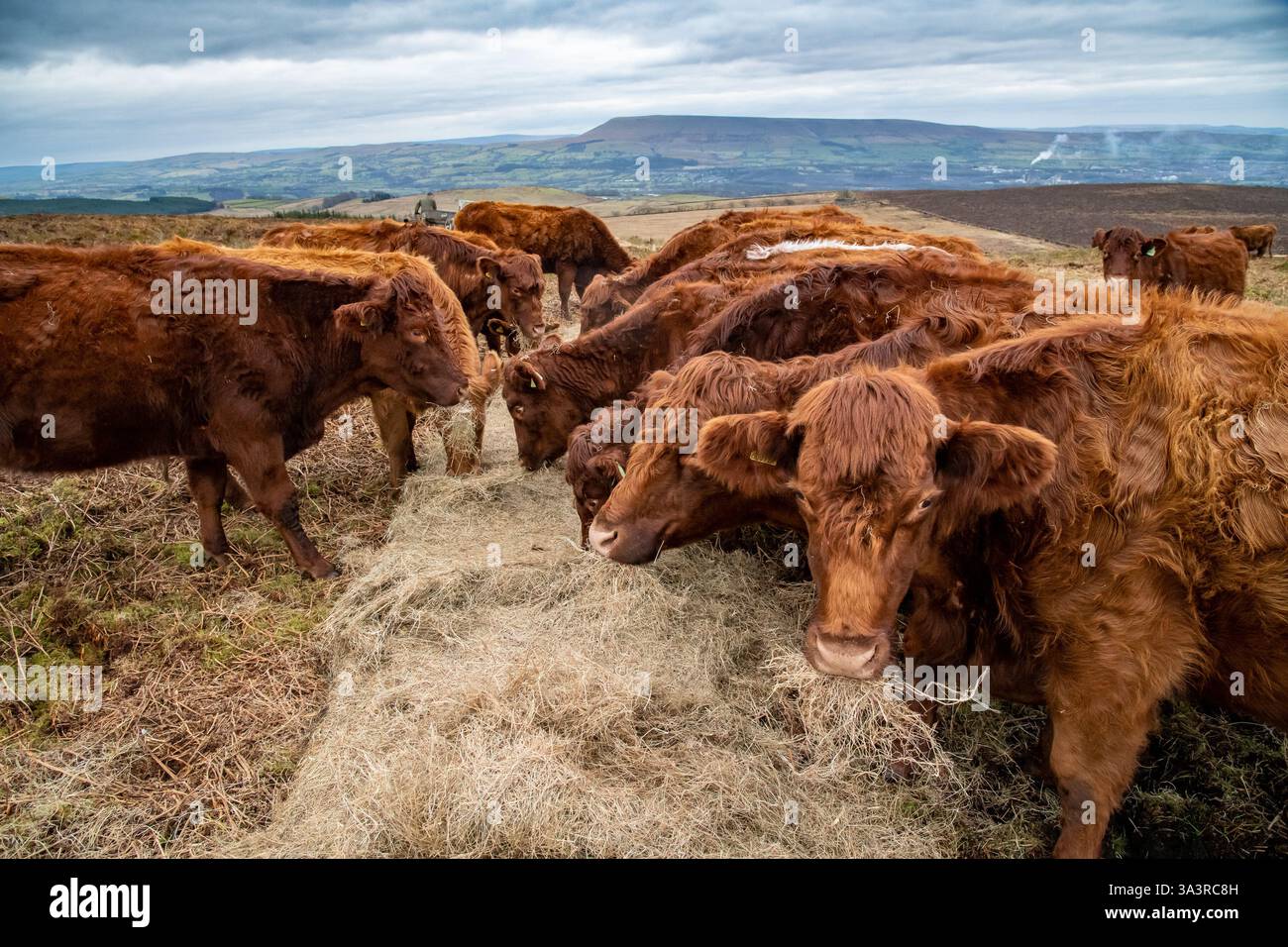 Bovins de boucherie Luing se nourrissant de foin près de Clitheroe, Lancashire, Royaume-Uni. Banque D'Images