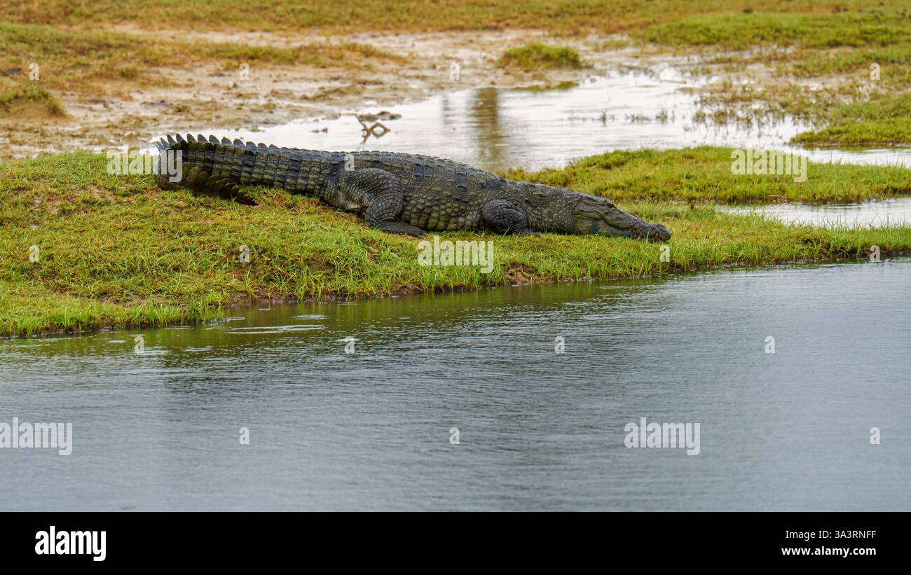 L'image montre un crocodile agresseur (Crocodylus palustris) reposant sur une berge herbeuse. Originaire d'Asie du Sud, ce reptile est connu pour son large Banque D'Images