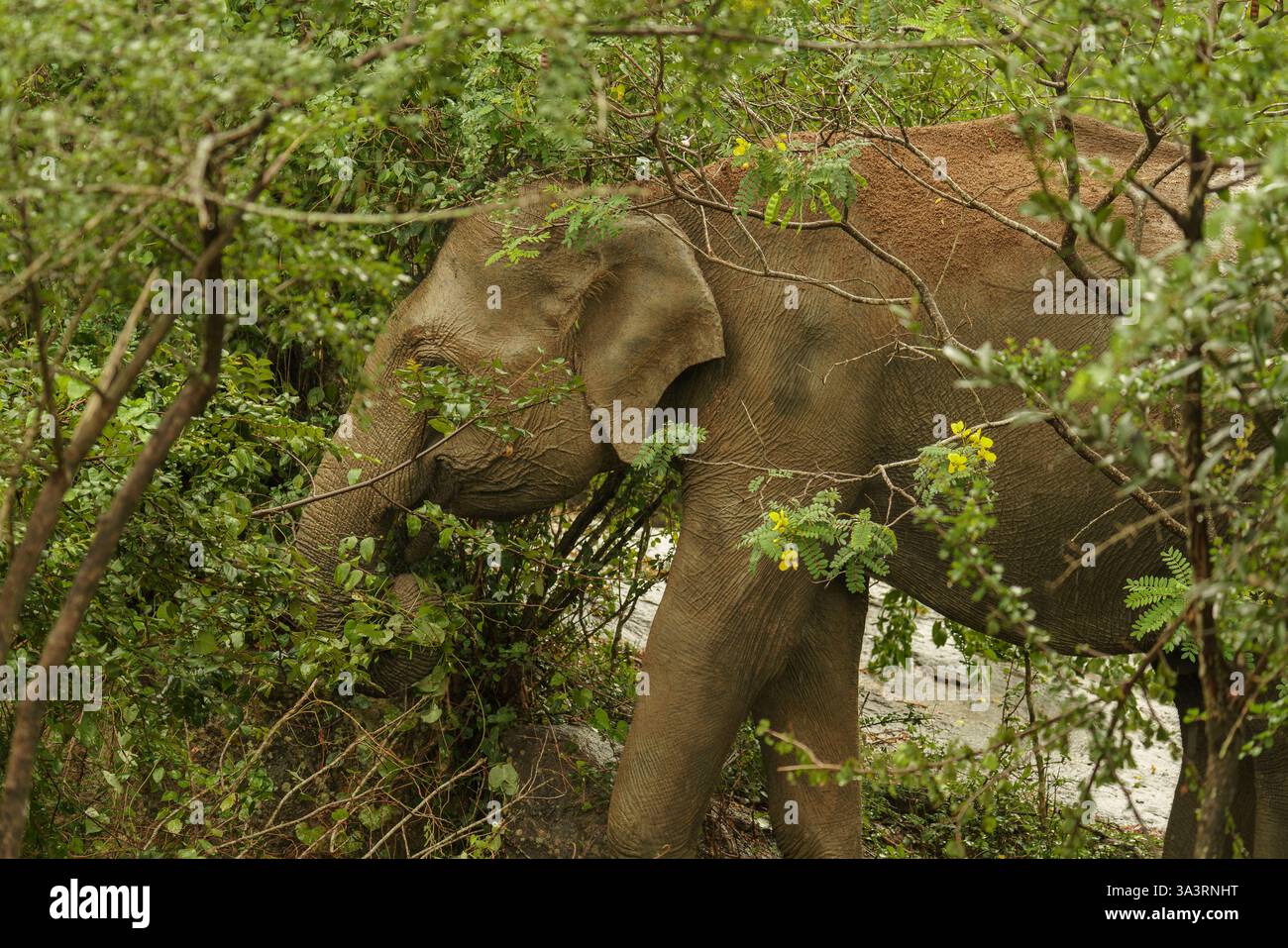 L'image montre un éléphant sri-lankais (Elephas maximus maximus) se nourrissant dans une végétation dense dans le parc national de Yala, côte sud, Sri Lanka. Ce subsp Banque D'Images