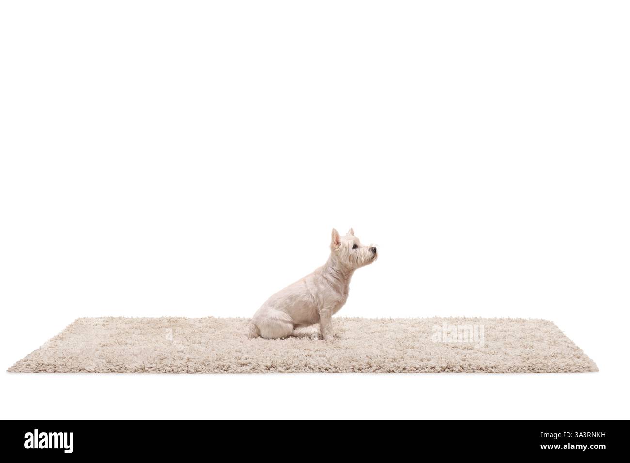 Chien Westie terrier sur un tapis isolé sur fond blanc Banque D'Images