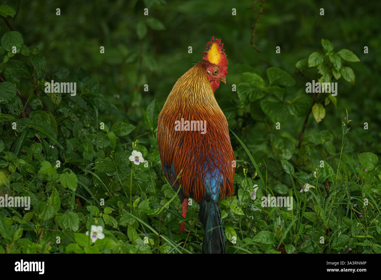L'image montre une junglefowl sri-lankaise (Gallus lafayettii), l'oiseau national du Sri Lanka, debout dans la nature au parc national de Yala, au sud de COAs Banque D'Images