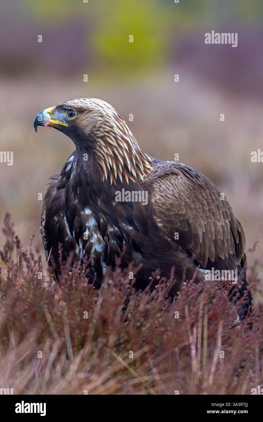 Aigle doré européen (Aquila chrysaetos chrysaetos) juvénile assis dans la lande / landes en hiver Banque D'Images