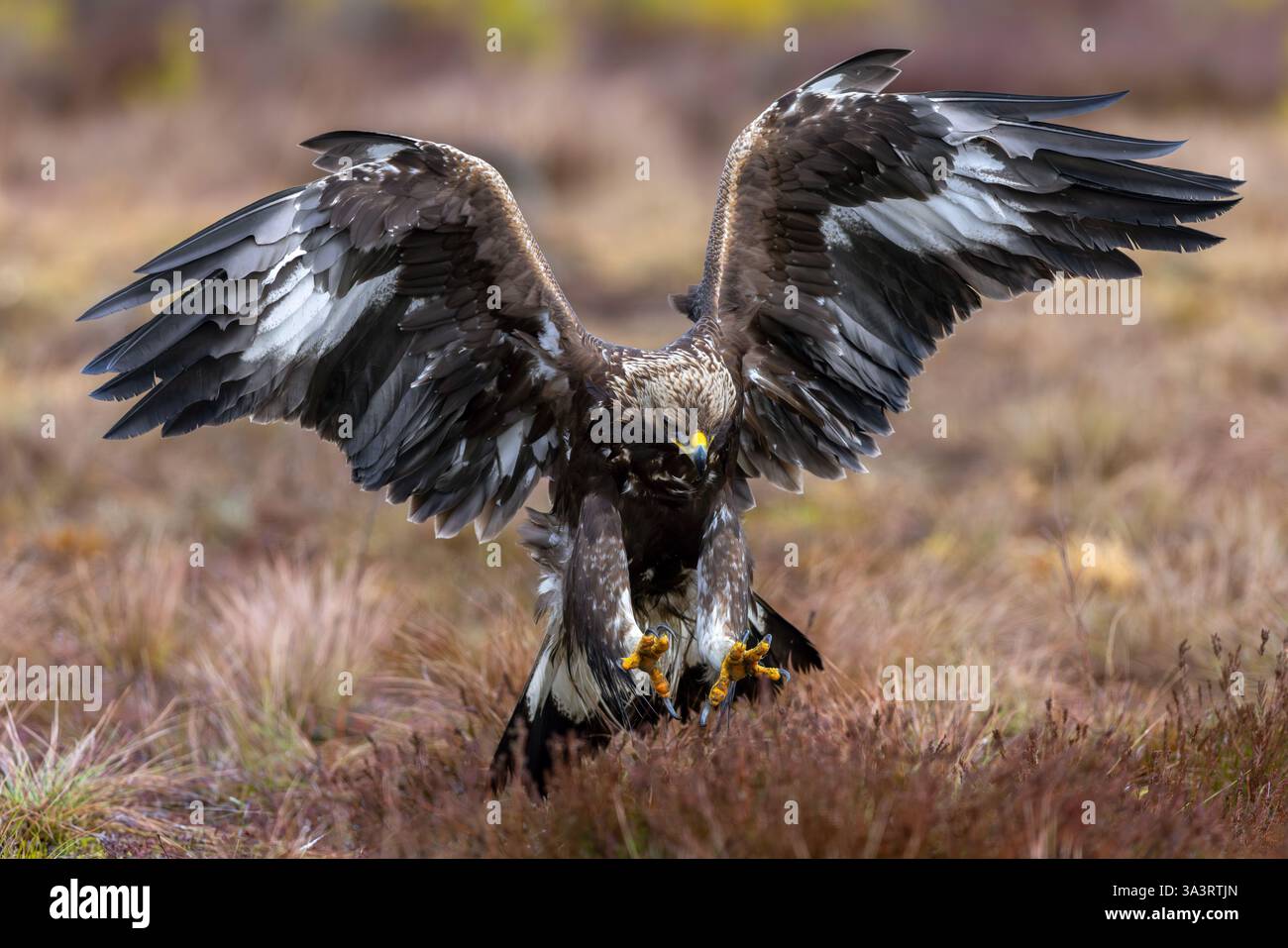 Aigle doré européen (Aquila chrysaetos chrysaetos) juvénile attrapant des rongeurs proies avec de gros talons dans les landes / landes Banque D'Images