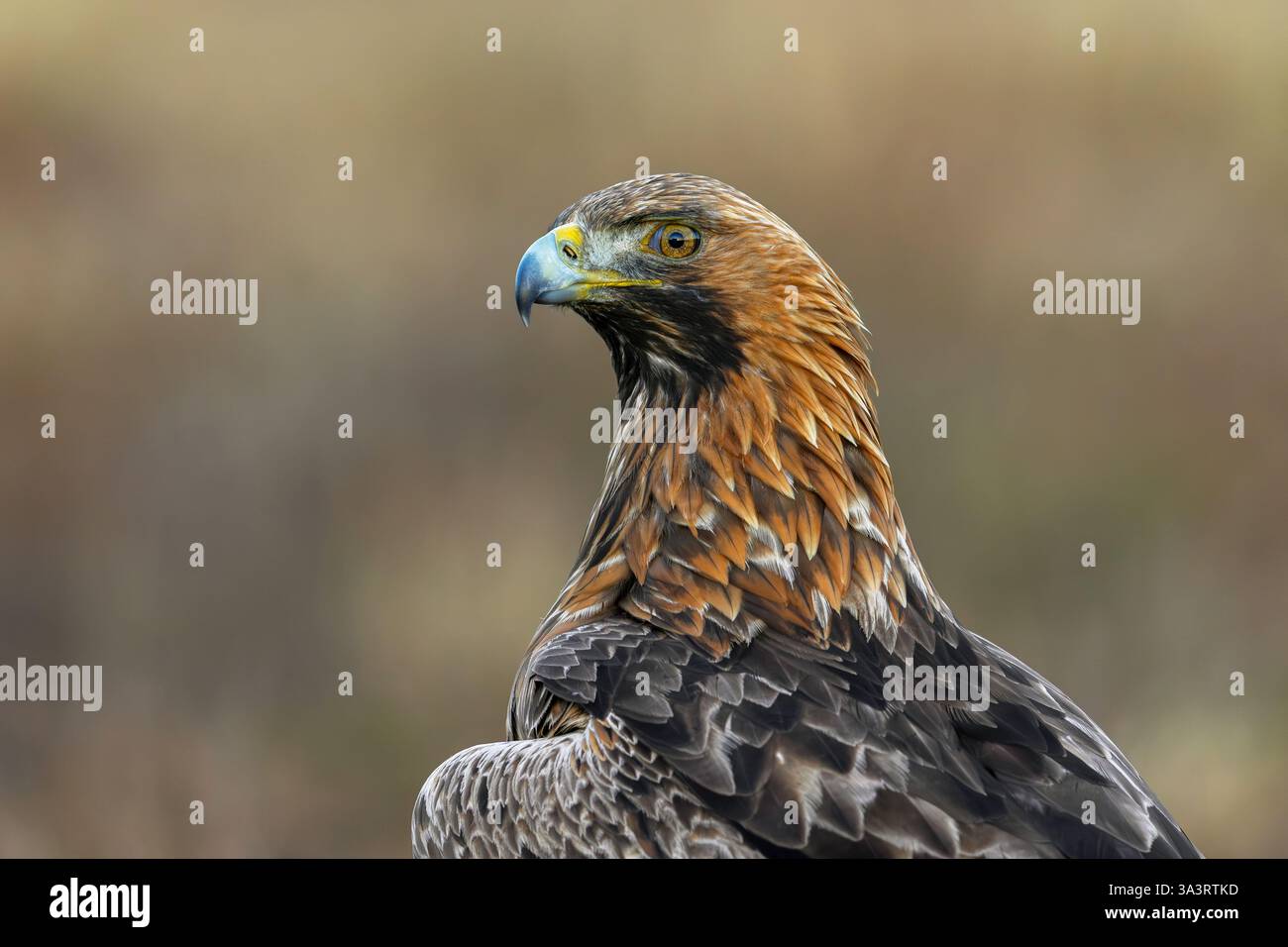 Aigle doré européen (Aquila chrysaetos chrysaetos) gros plan portrait d'un adulte assis dans la lande / landes Banque D'Images
