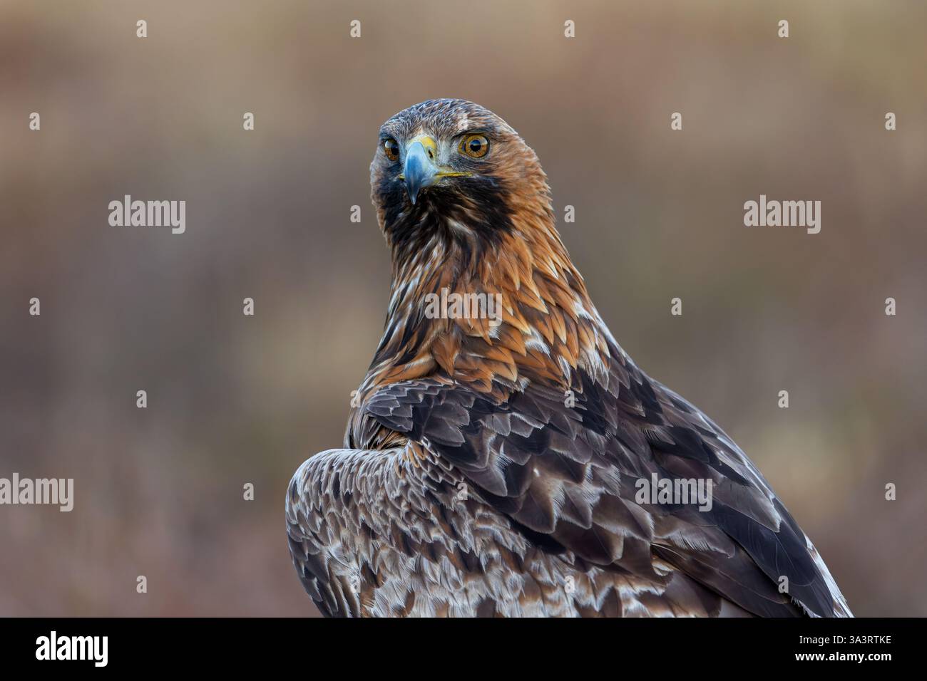 Aigle doré européen (Aquila chrysaetos chrysaetos) gros plan portrait d'un adulte assis dans la lande / landes Banque D'Images
