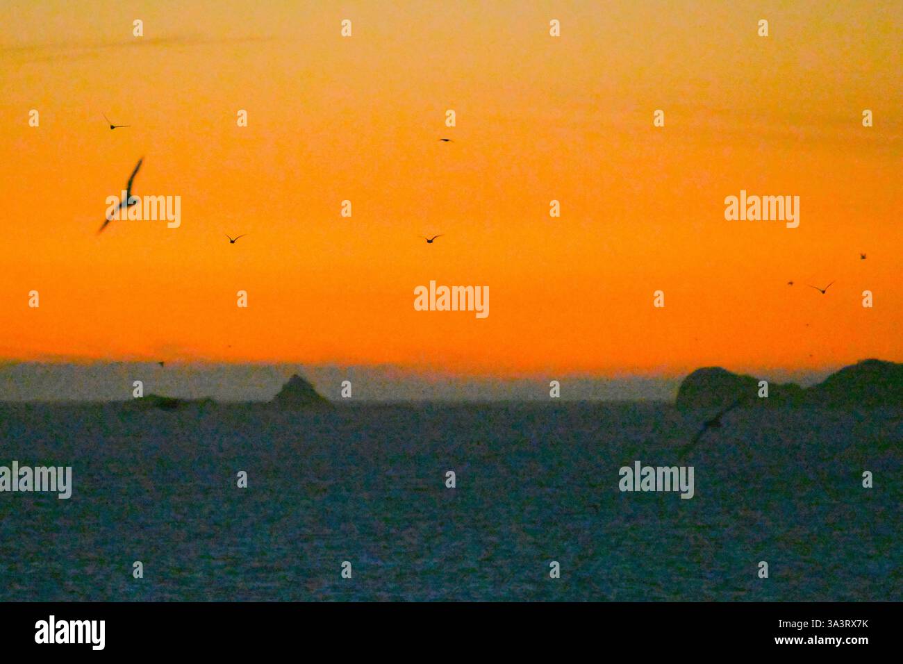 Les oiseaux de mer de Shearwater à queue courte silhouette sur le ciel crépusculaire retournent dans leurs terriers de nidification après s'être nourris en mer sous le couvert de la nuit Banque D'Images