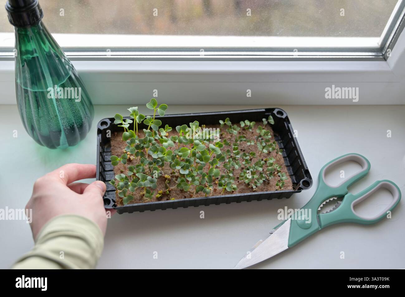 Main de femme tenant le plateau avec des pousses de radis frais et de chou, la croissance des microgreens sur le tapis de lin à la maison sur un rebord de fenêtre. Pulvérisateur, ciseaux. Organique Banque D'Images