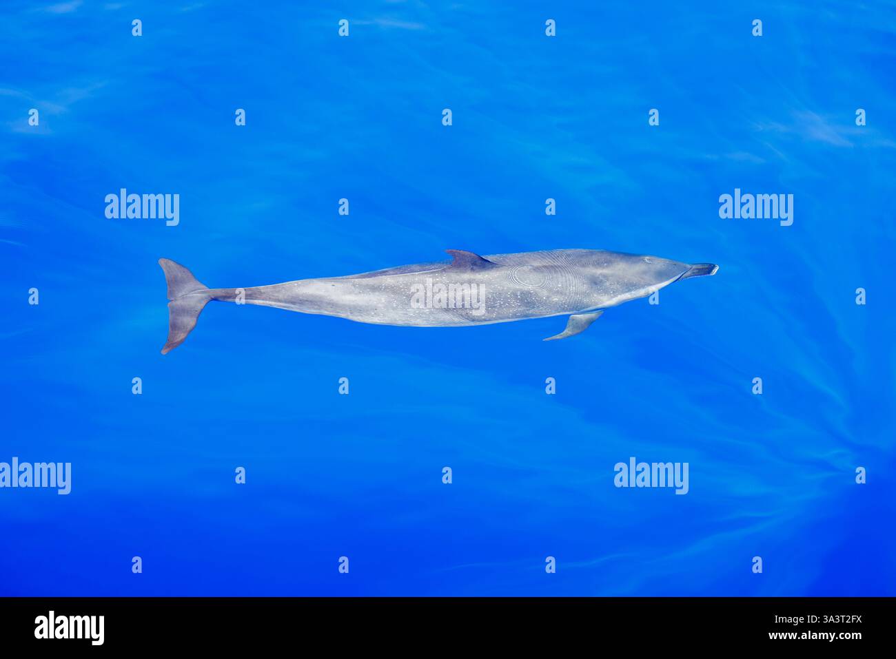 Dauphins tachetés pantropicaux, Stenella attenuata, en plein océan, Hawaï, Océan Pacifique, États-Unis. Banque D'Images