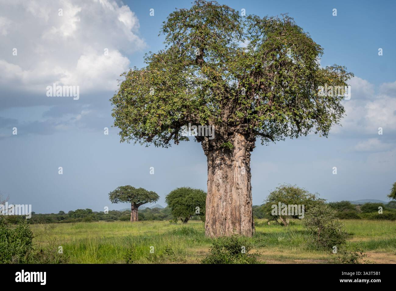 Baobabs avec des feuilles dans le parc national de Tarangire, Tanzanie Banque D'Images