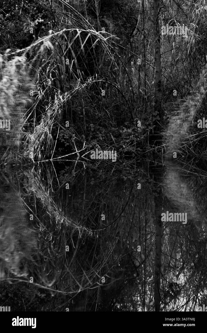 Plantes d'un lac déplacées par le vent Banque D'Images