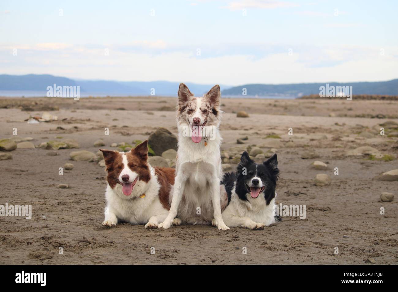 Trois chiens posant sur la plage, Border collie Banque D'Images