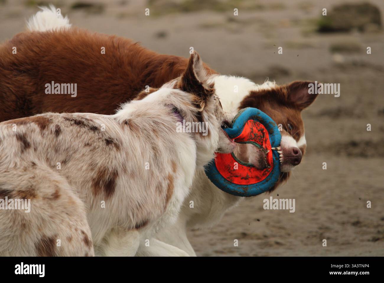Deux chiens jouant sur la plage Banque D'Images