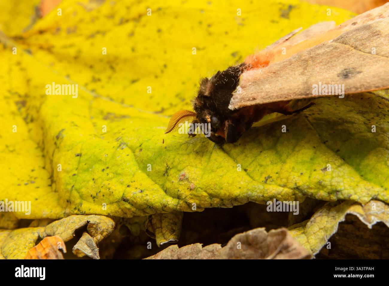Goiania, Goias, Brésil – 12 mars 2025 : gros plan du visage d'un papillon de nuit sur une vieille feuille jaune. Banque D'Images