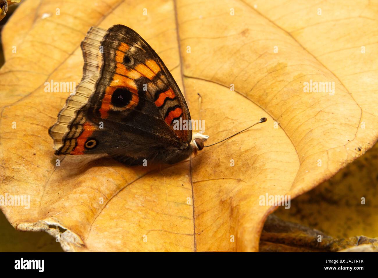Goiania, Goias, Brésil – 12 mars 2025 : détail d'une feuille sèche avec un papillon coloré dessus. Banque D'Images