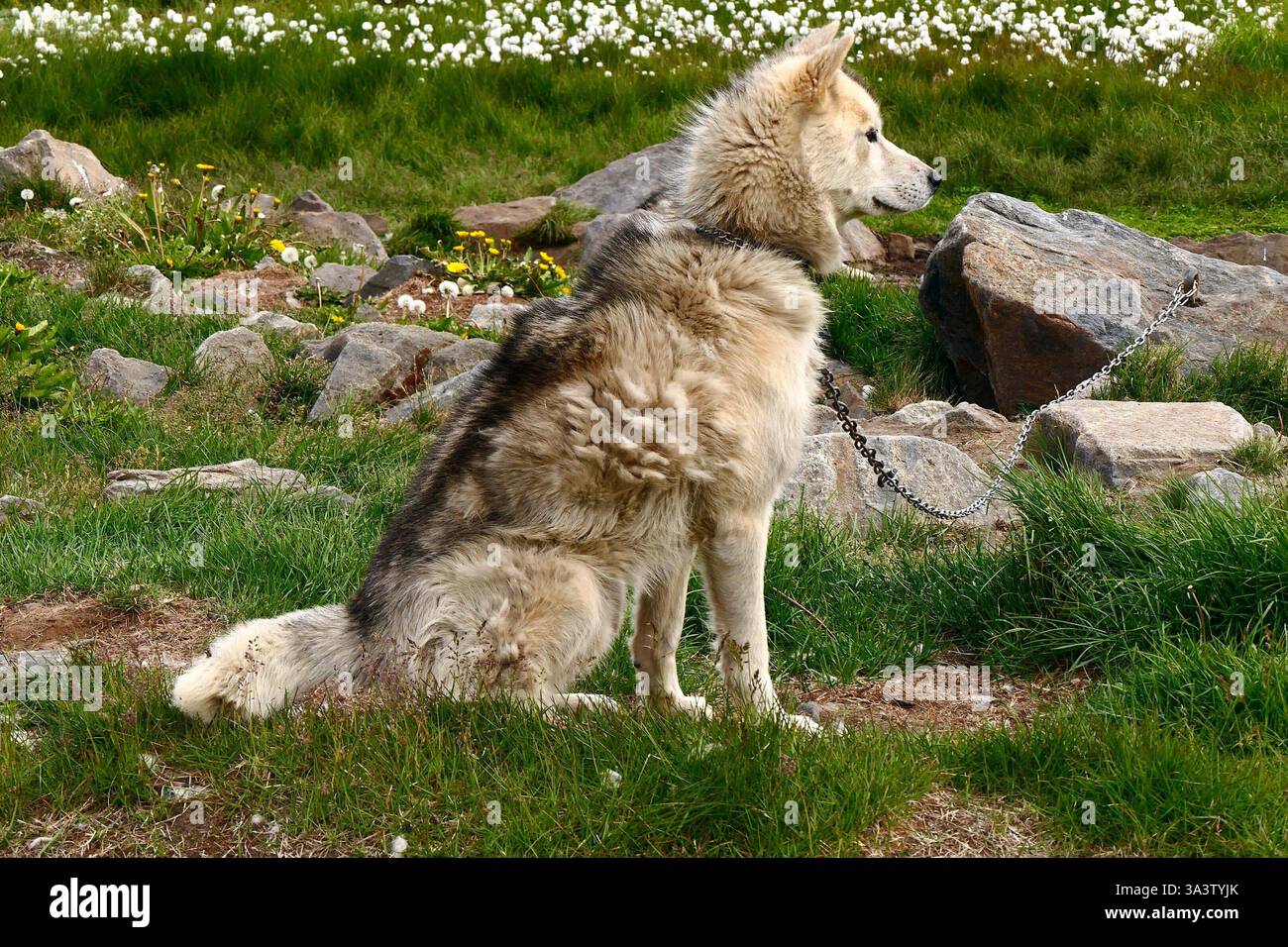 Portrait d'un chien de traîneau du Groenland mignon assis sur une chaîne dans une prairie fleurie verte un jour d'été à Sisimiut, Groenland, Danemark Banque D'Images
