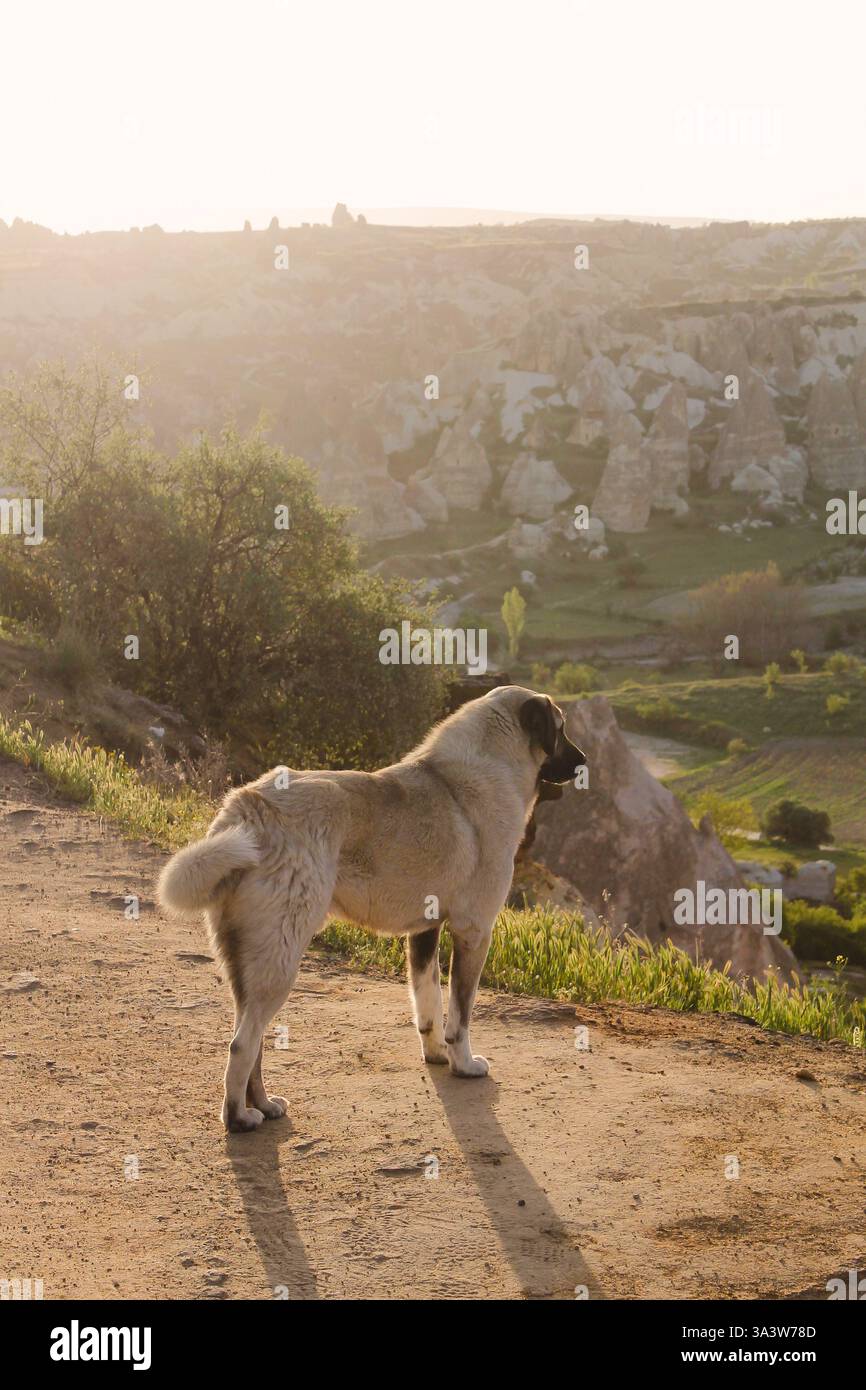Chien berger anatolien se tient près du photographe, regardant au-dessus des vallées ensoleillées de Goreme, Cappadoce, Turquie. Les cheminées de fées s'élèvent derrière Banque D'Images