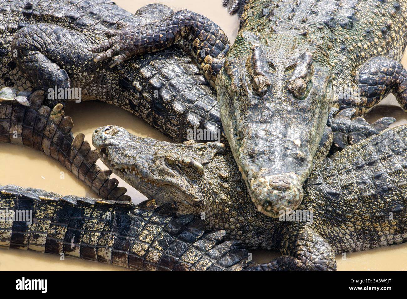 Crocodiles rampant les uns sur les autres dans l'eau sale Banque D'Images