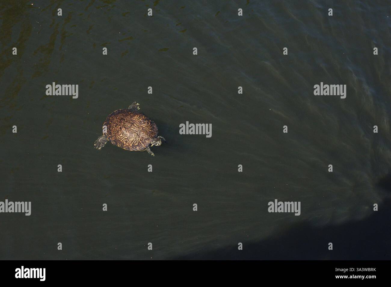 Plusieurs tortues nageant dans l'eau. Curseurs à oreilles rouges. Vu d'en haut, montrant leurs coquilles et leur mouvement dans l'eau. Dans un environnement naturel la Banque D'Images