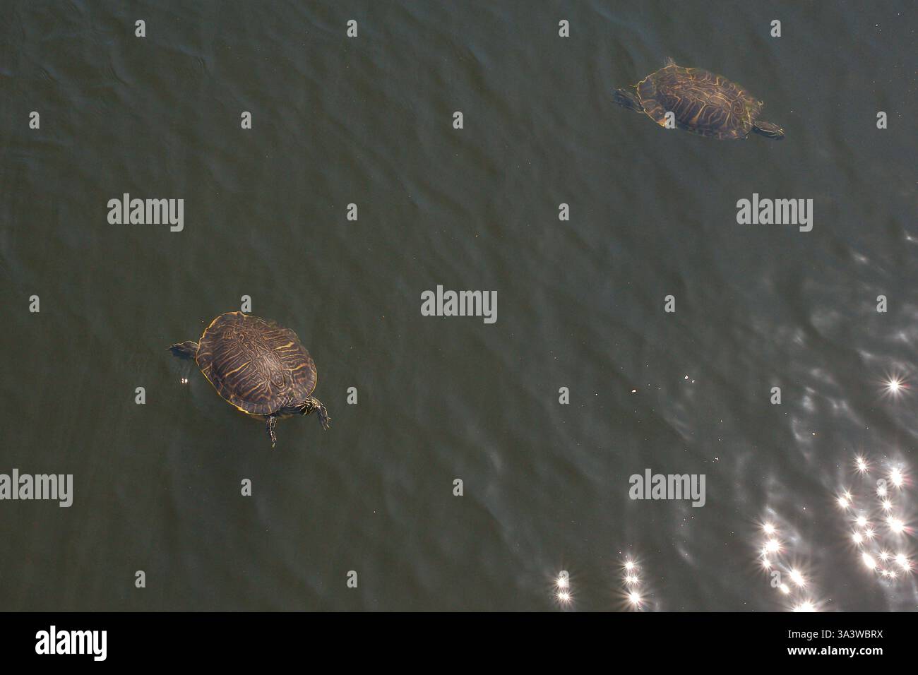 Plusieurs tortues nageant dans l'eau. Curseurs à oreilles rouges. Vu d'en haut, montrant leurs coquilles et leur mouvement dans l'eau. Dans un environnement naturel la Banque D'Images