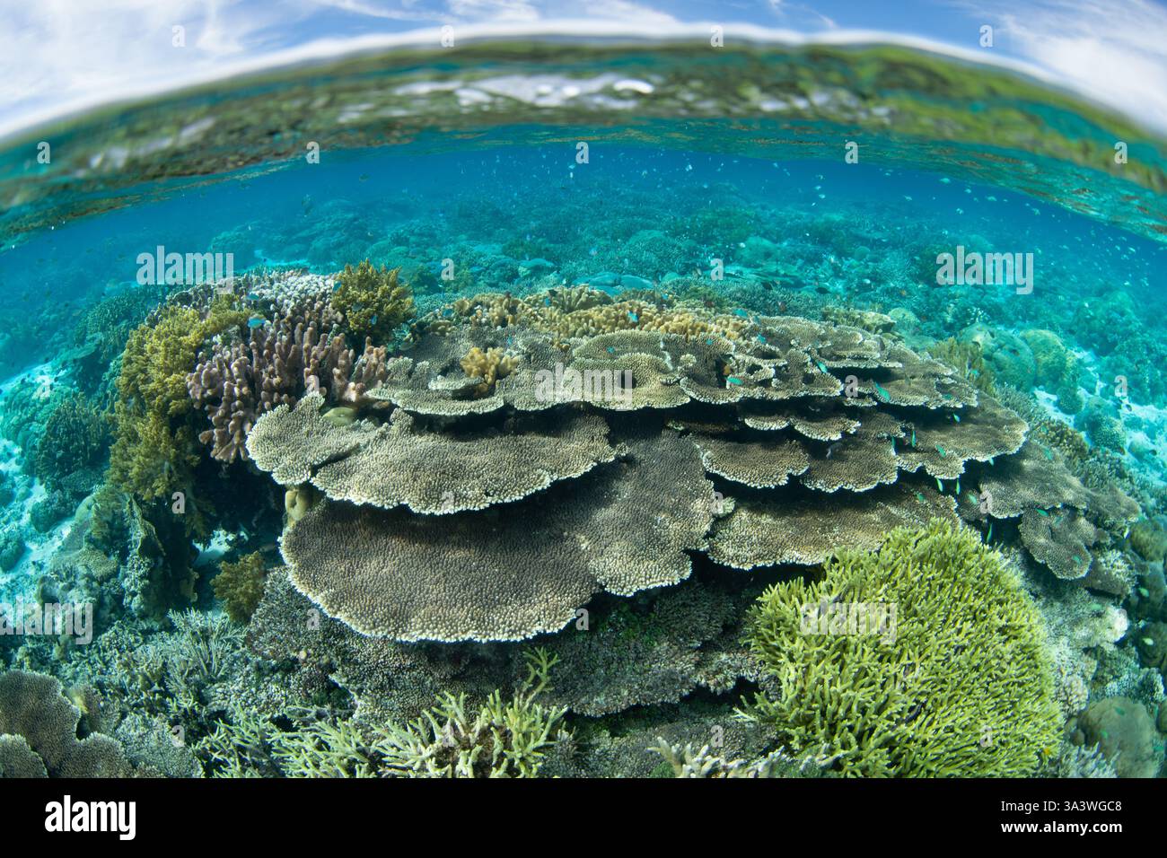 Un récif corallien sain pousse dans des eaux extrêmement peu profondes dans les îles Togian, Sulawesi. Cette zone équatoriale abrite une biodiversité marine extraordinaire. Banque D'Images