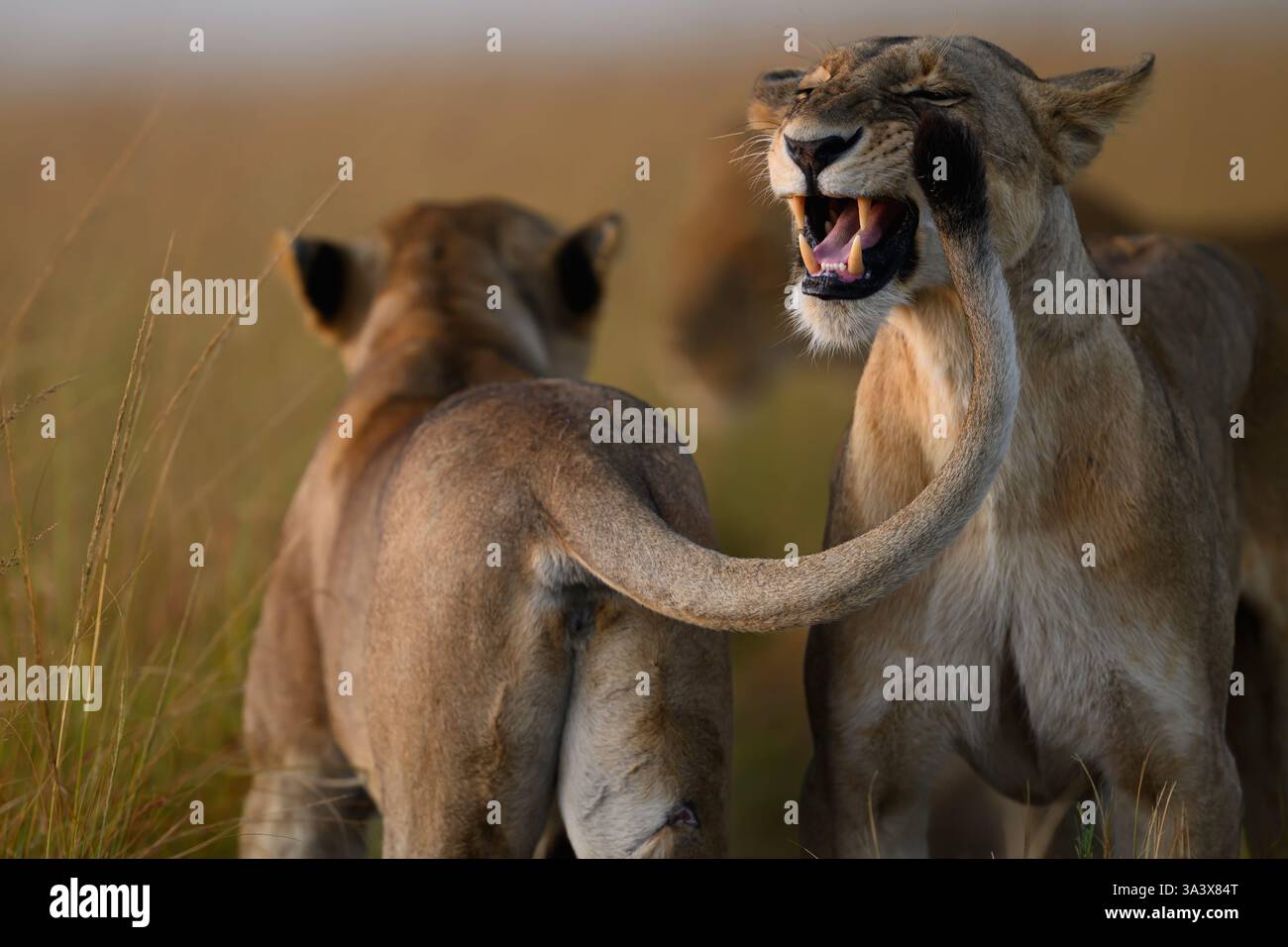 Lionne semblant rire tout en étant chatouillée par la queue d'un autre lion. Drôle de photographie de la faune. Réserve Masai Mara, Kenya. Banque D'Images