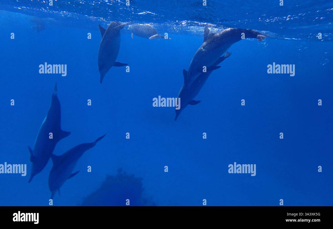 Dauphins en mer Rouge près de Marsa Alam, Egypte Banque D'Images