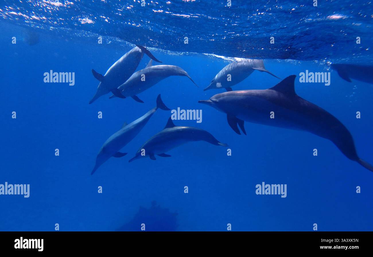 Dauphins en mer Rouge près de Marsa Alam, Egypte Banque D'Images