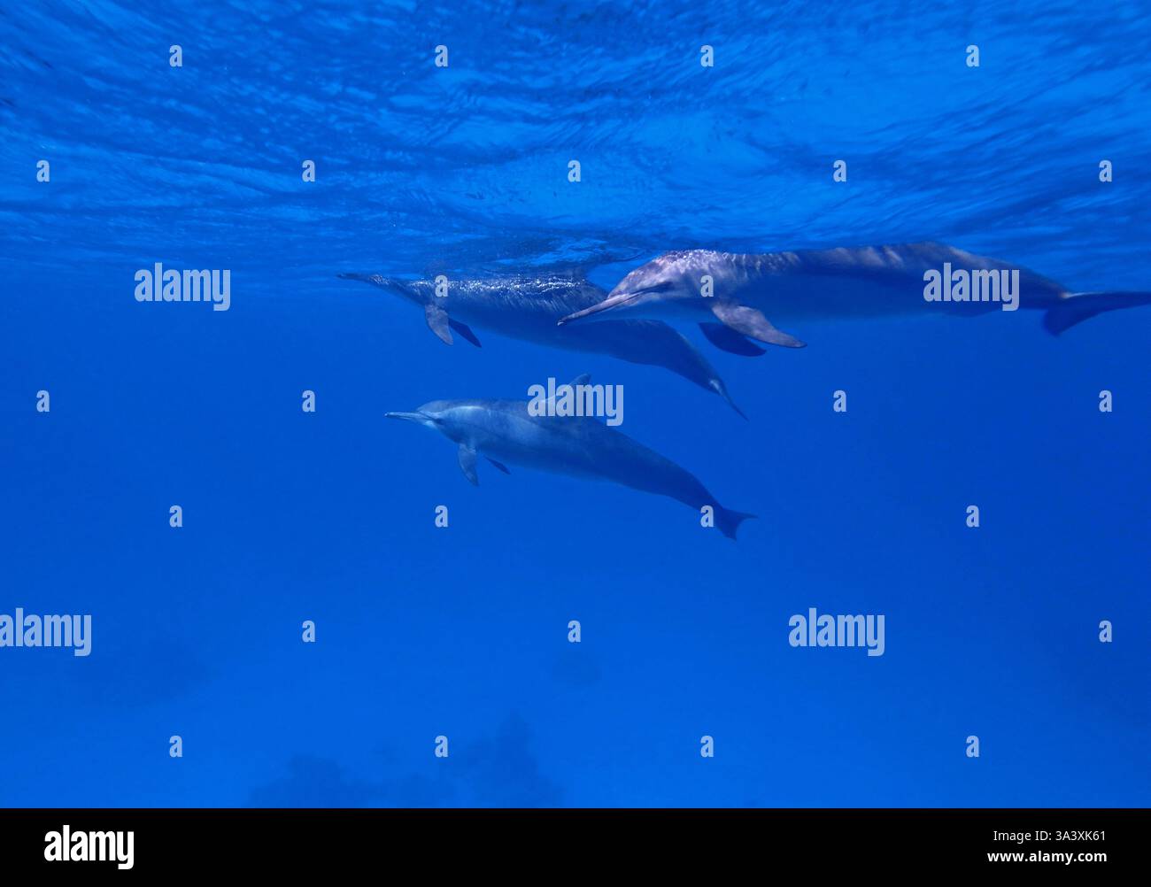 Dauphins en mer Rouge près de Marsa Alam, Egypte Banque D'Images