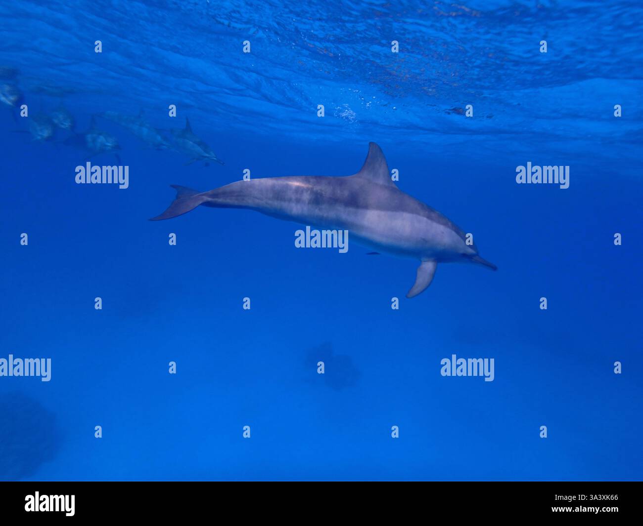 Dauphins en mer Rouge près de Marsa Alam, Egypte Banque D'Images
