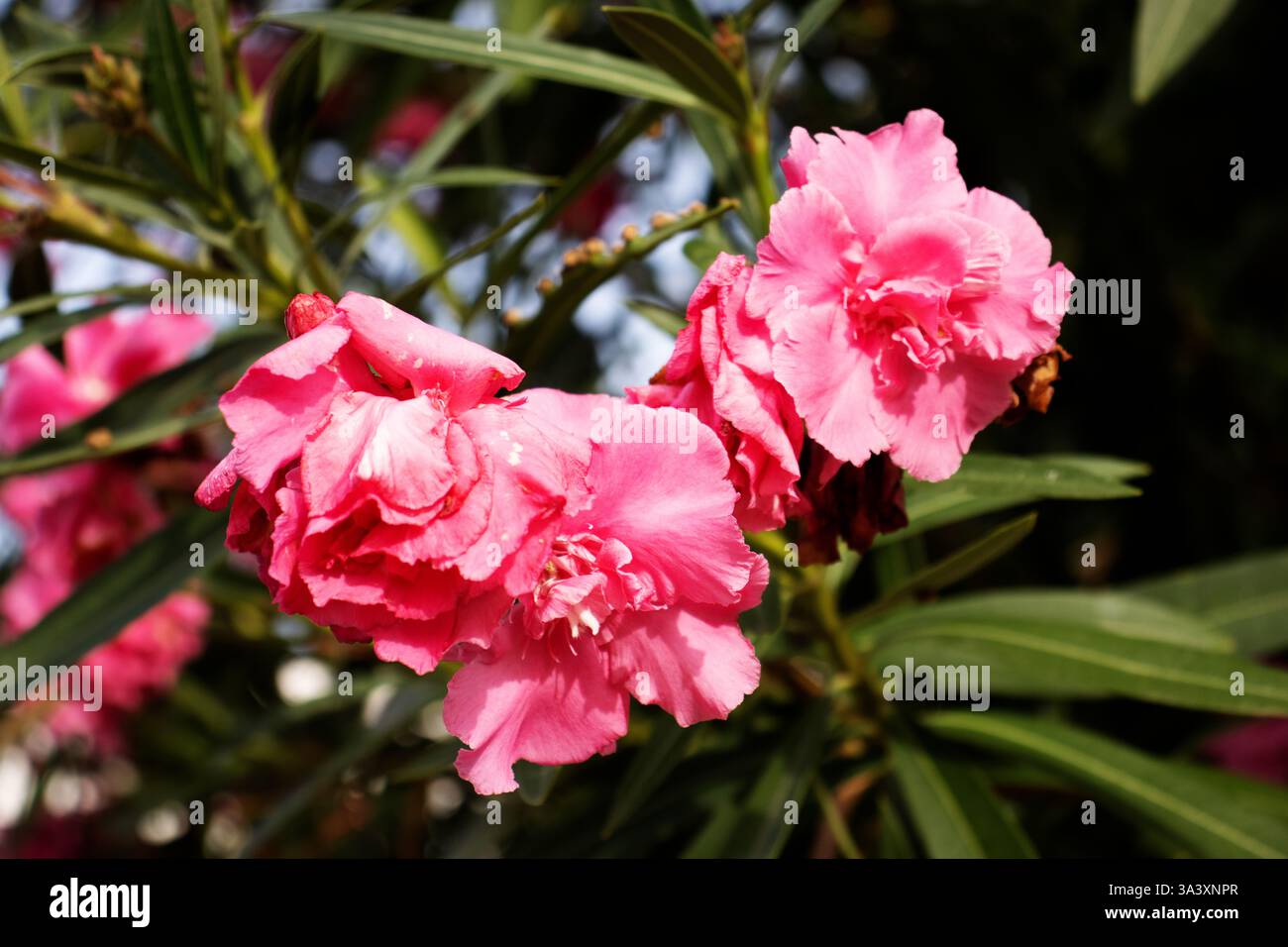 Double Oleander rose (Nerium oleander) à côté d'un mur de pierre sèche à Minorque Banque D'Images