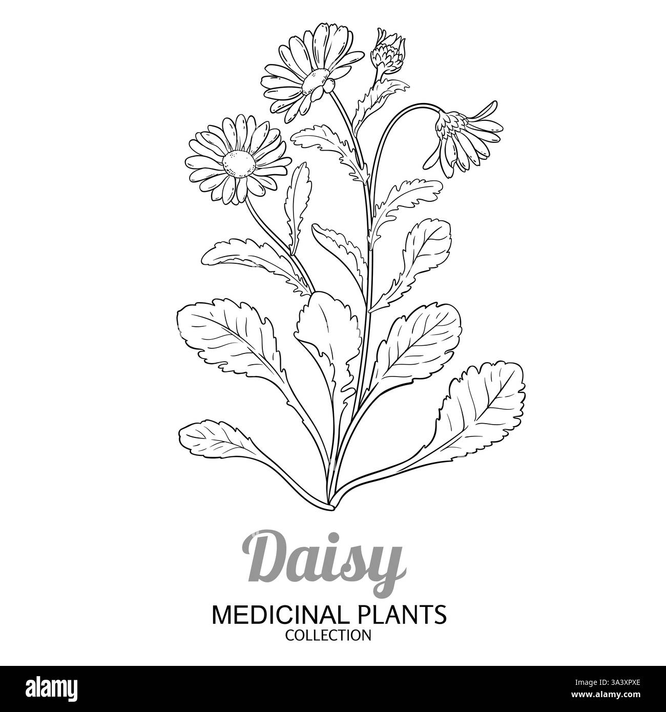 Usine de Marguerite avec illustration de contour de fleurs Illustration de Vecteur