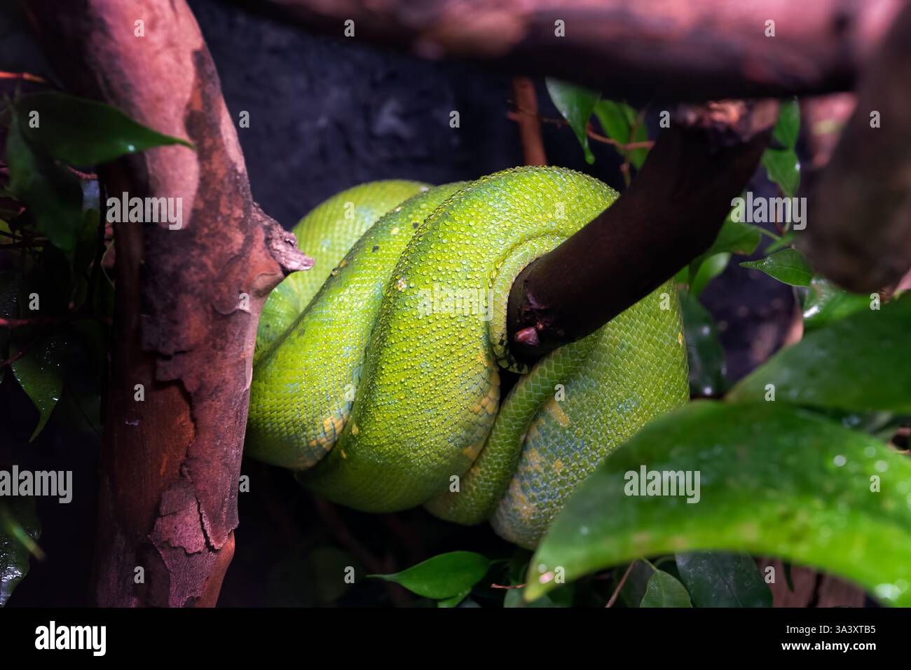Python d'arbre vert (Morelia viridis) avec des gouttelettes d'eau enroulées sur une branche, serpent de la famille des Pythonidae, régions indigènes : Nouvelle-Guinée, Indonésie, Banque D'Images