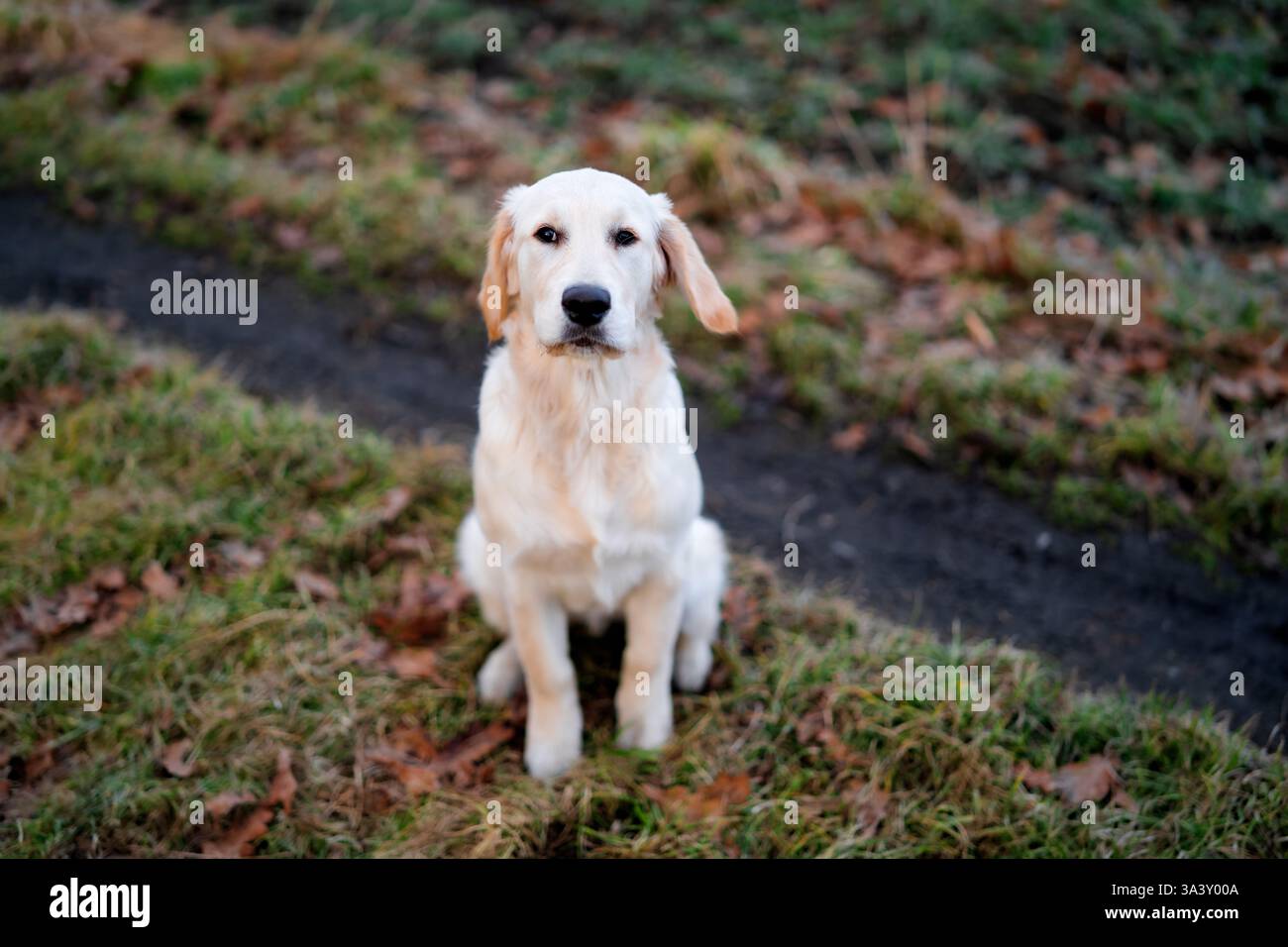 Beau chien Golden Retriever de race pure dans un champ. Banque D'Images