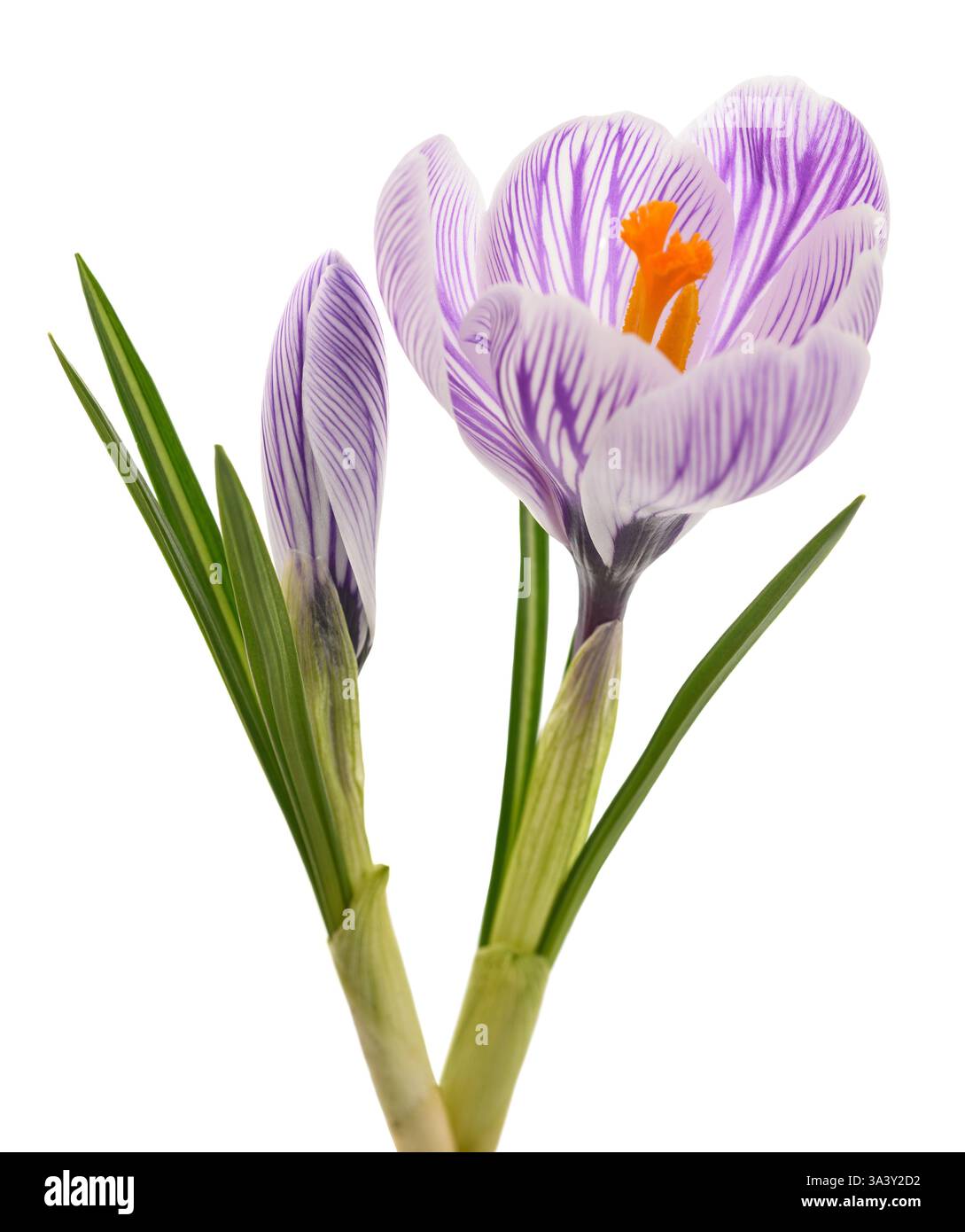 Crocus Pickwick rayé isolé sur fond blanc Banque D'Images