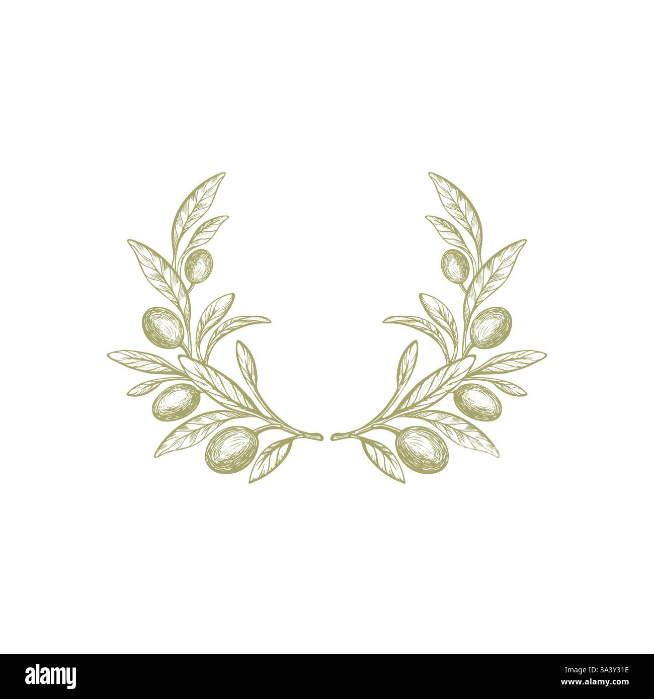 Branche d'olivier, couronne rustique. Fruit de texture de vecteur, feuillage vert sur fond blanc. Symbole rond de la nature, illustration dessinée à la main. Patt vintage grec Illustration de Vecteur