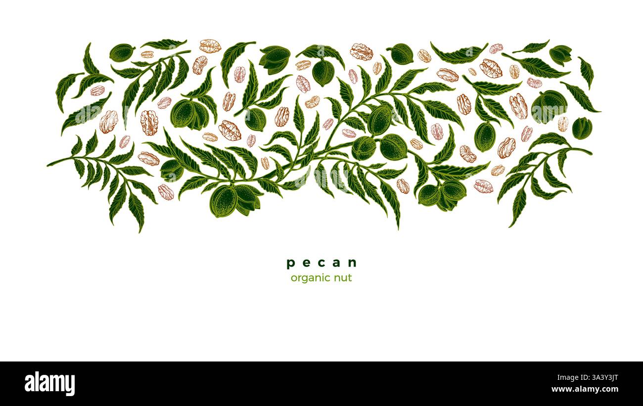 Grain de noix de pécan. Plantation verte. Assortiment vectoriel de noix, feuillage rustique. Illustration graphique botanique sur fond blanc. Espace libre pour votre texte Illustration de Vecteur