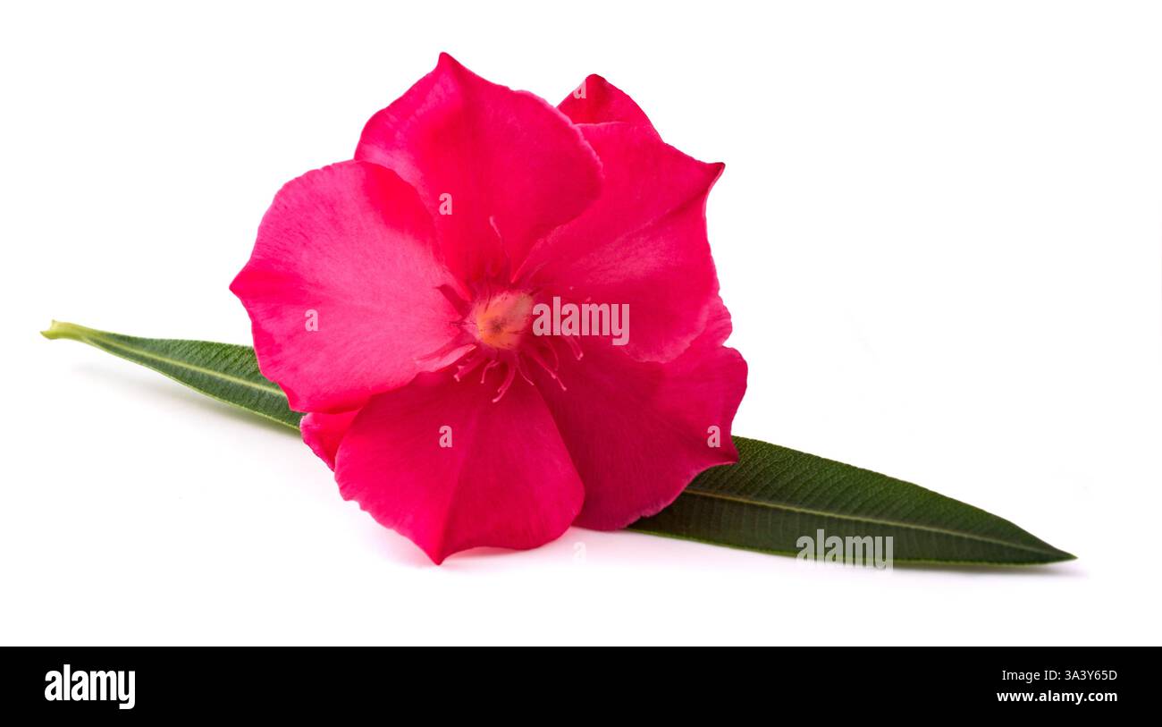 Fleur de laurier rose avec feuille isolée sur fond blanc Banque D'Images Fleur de laurier rose avec feuille isolée sur fond blanc Banque D'Images