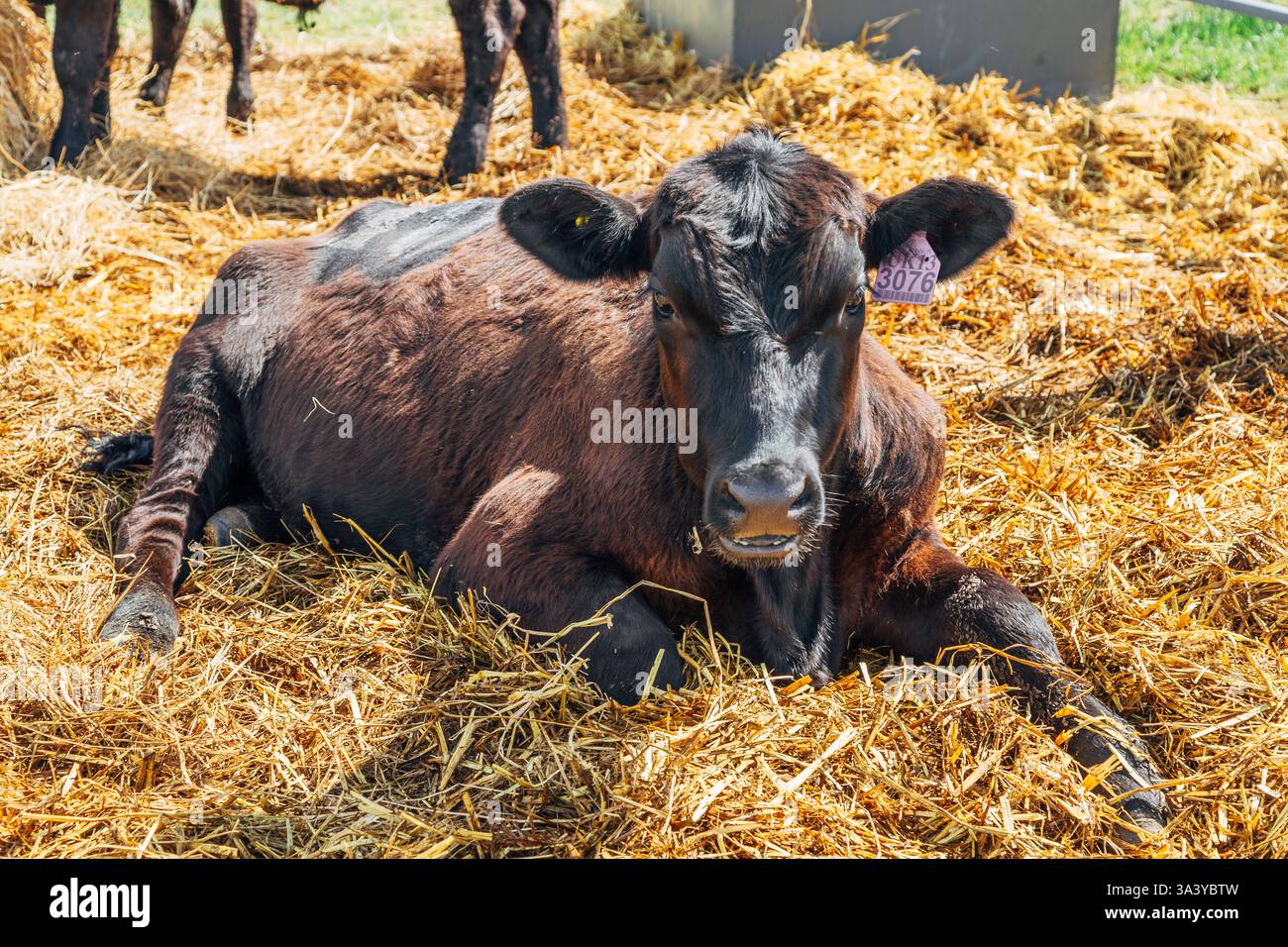 Portrait de veau angus noir couché dans de la paille de foin Banque D'Images