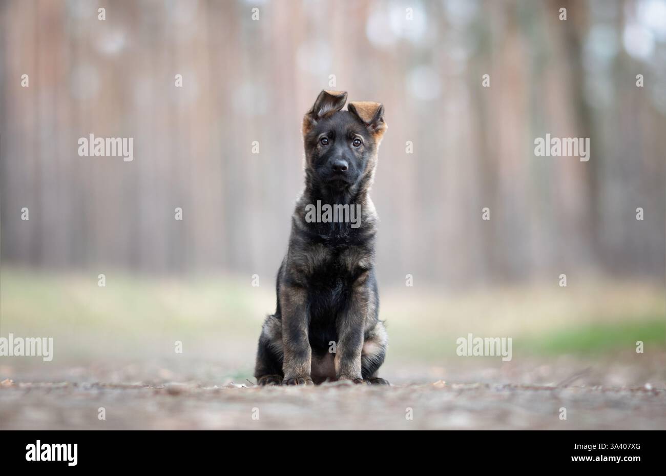 Berger allemand de la RDA Banque D'Images