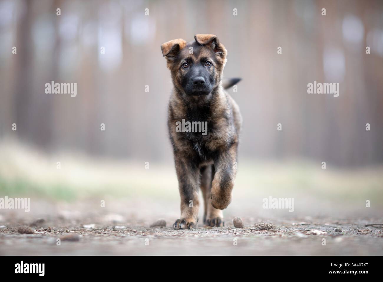 Berger allemand de la RDA Banque D'Images