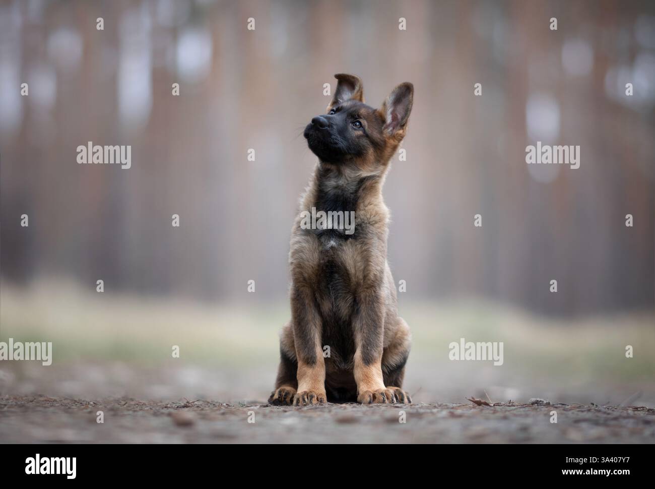 Berger allemand de la RDA Banque D'Images
