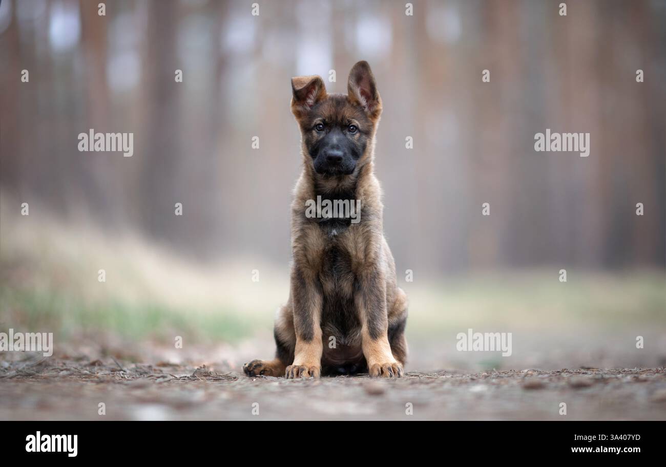 Berger allemand de la RDA Banque D'Images