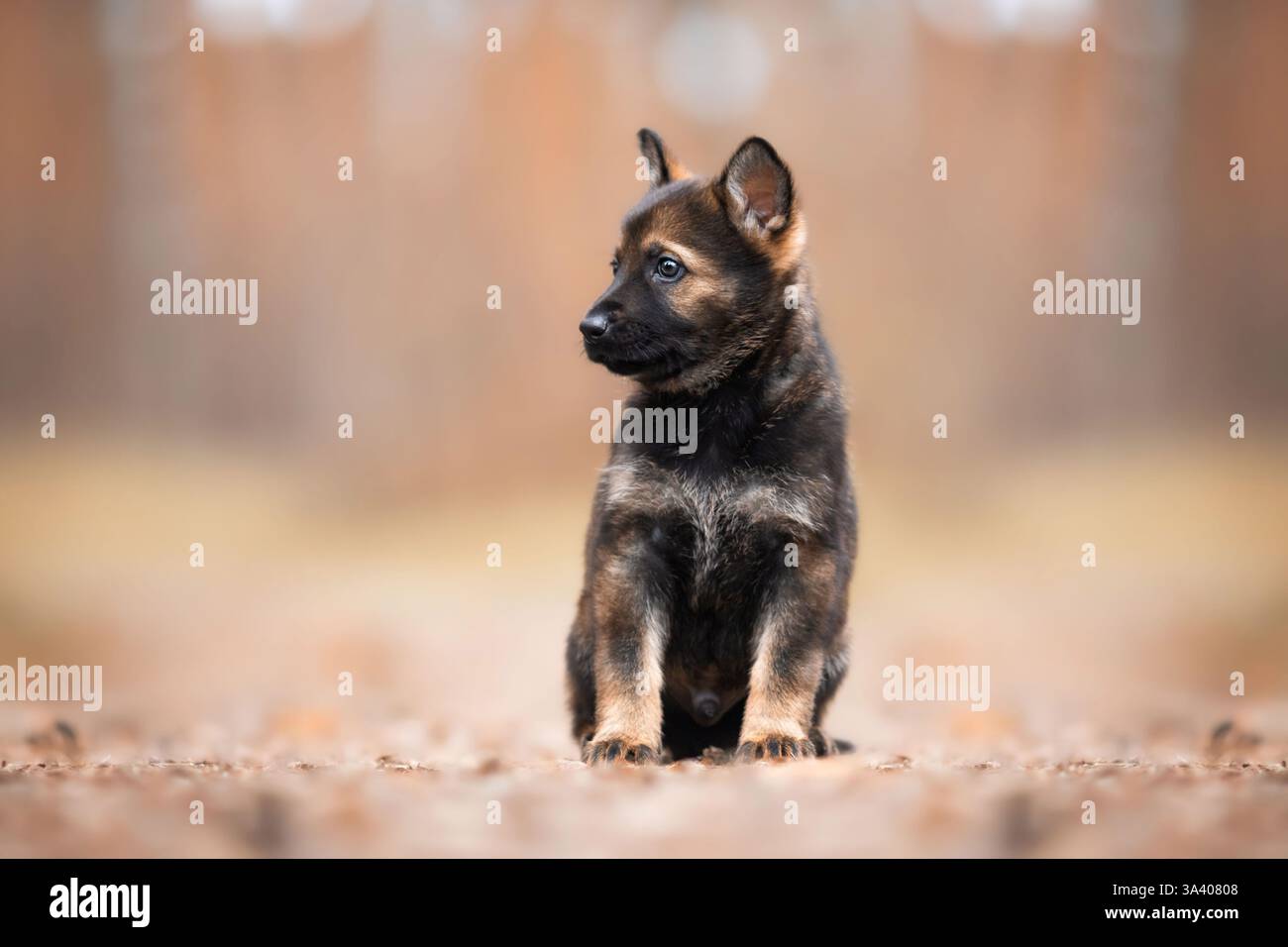 Berger allemand de la RDA Banque D'Images