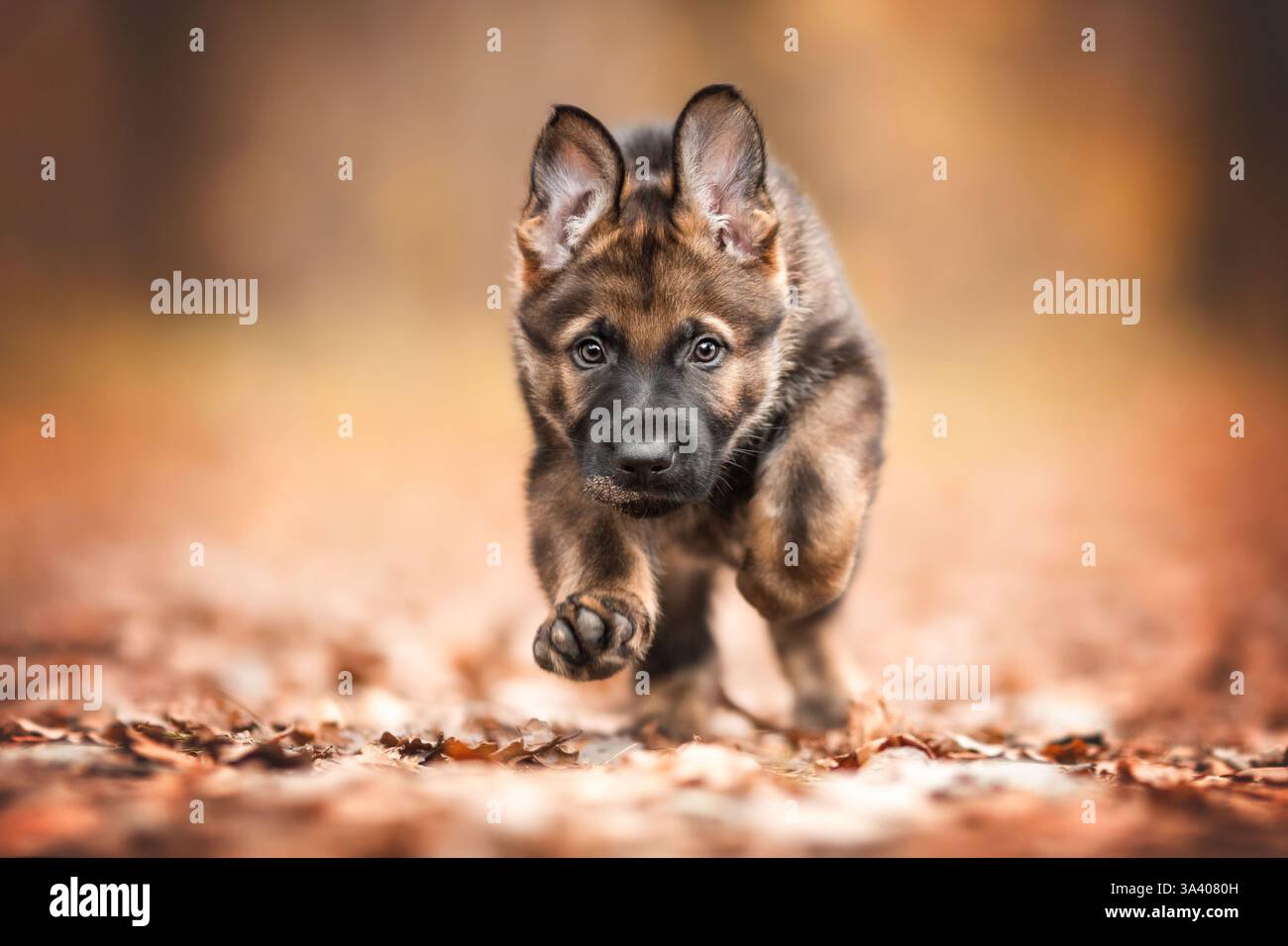 Berger allemand de la RDA Banque D'Images