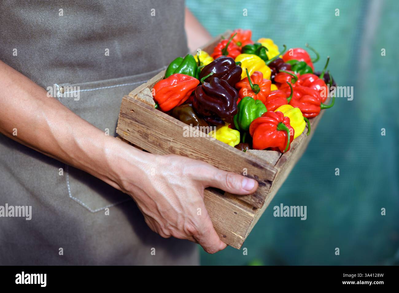 Le fermier tient des poivrons habanero multicolores mûrs (capsicum chinense) dans une boîte en bois. Les poivrons mexicains très chauds se rapprochent Banque D'Images