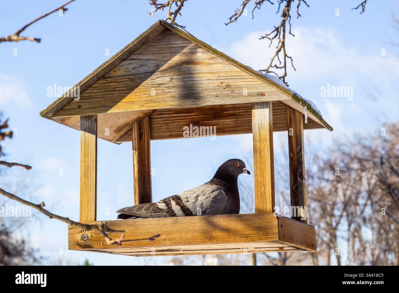 Une mangeoire à oiseaux en bois est suspendue à une branche d'arbre. Une colombe est assise dans la mangeoire contre un ciel bleu. Banque D'Images