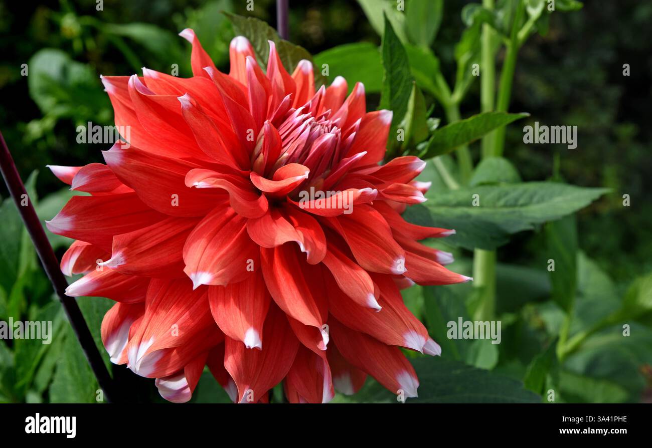 Jolies fleurs Dahlia Rouge poussant dans le gadren Banque D'Images