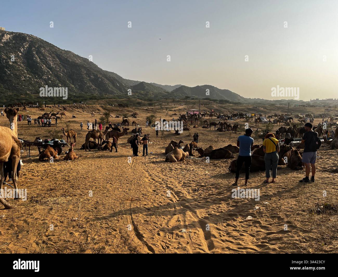 Rajasthan , Inde, foire aux chameaux de Pushkar Banque D'Images